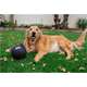 Brinquedo Bola com Corda LCM Extraforte para Cães
