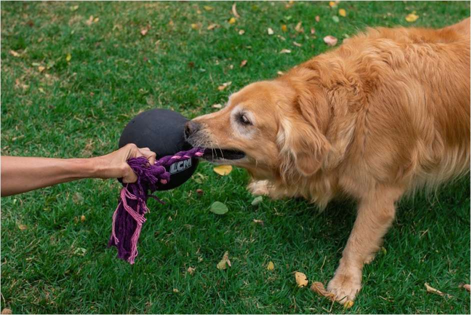 Brinquedo Bola com Corda LCM Extraforte para Cães - Tam. Único
