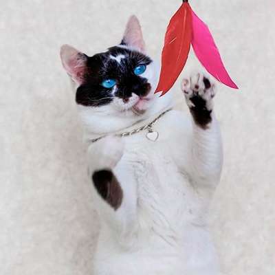 Brinquedo Pet Games Flying Cat Nylon Varinha