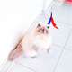 Brinquedo Pet Games Flying Cat Nylon Varinha