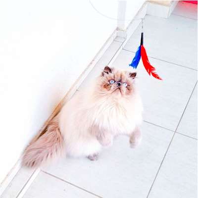 Brinquedo Pet Games Flying Cat Nylon Varinha