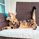 Brinquedo Pet Games Flying Cat Nylon Varinha