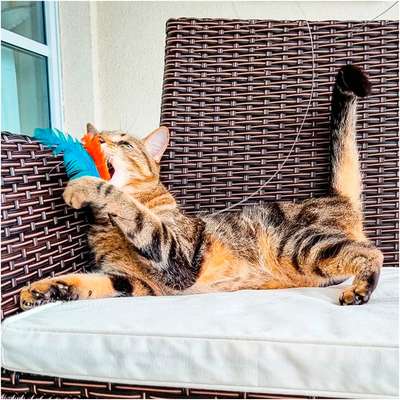 Brinquedo Pet Games Flying Cat Nylon Varinha