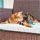 Brinquedo Pet Games Flying Cat Nylon Varinha