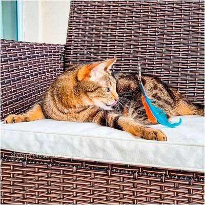 Brinquedo Pet Games Flying Cat Nylon Varinha
