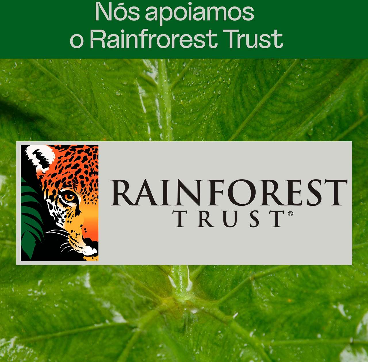 Areia Higiênica Viva Verde Grãos Finos para Gatos - 4Kg