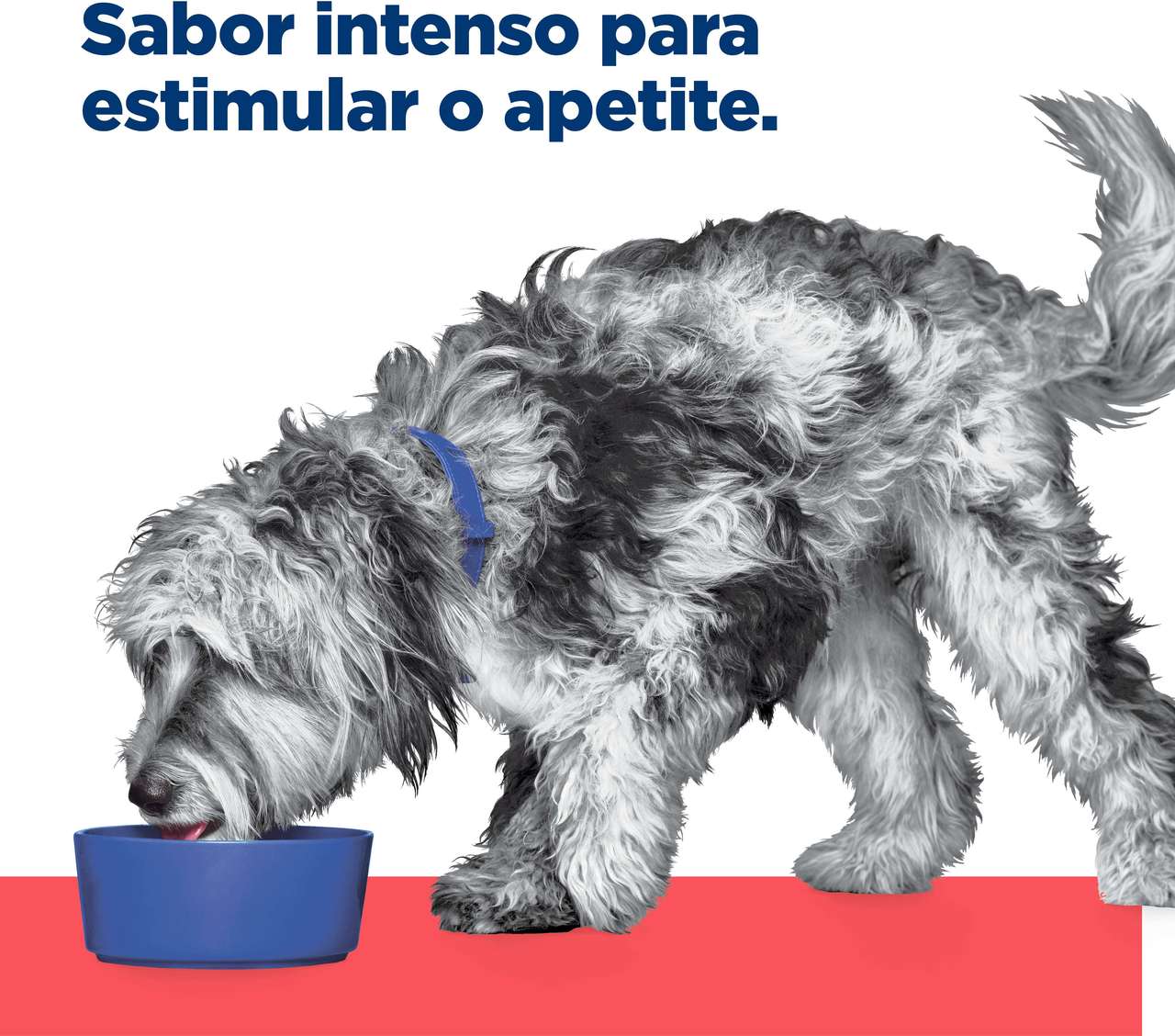 Ração Seca Hill's Prescription Diet ONC Care Cuidado Oncológico para Cães - 2,72Kg