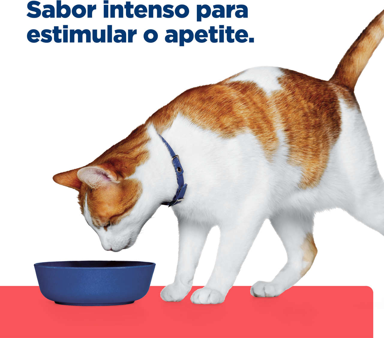 Ração Seca Hill's Prescription Diet ONC Care Cuidado Oncológico para Gatos - 3,17Kg