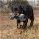 Brinquedo Pelúcia Kong Maxx Bone