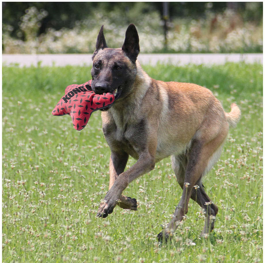 Brinquedo Pelúcia Kong Maxx Estrela - Tam. M