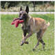 Brinquedo Pelúcia Kong Maxx Estrela