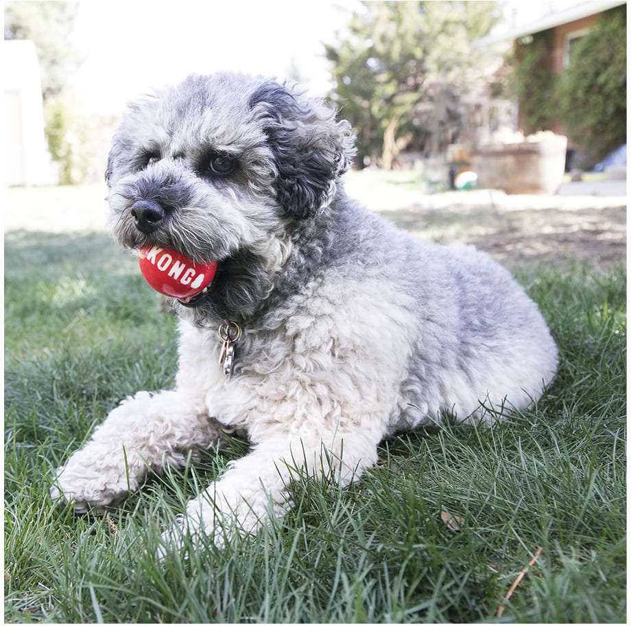 Brinquedo Kong Signature Kit 4 Bolinhas - Tam. M