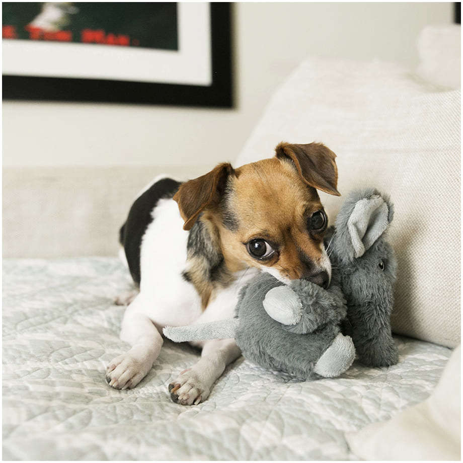 Brinquedo Pelúcia Kong Comfort Kiddos Elefante - Tam .XP