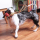 Brinquedo Kroco Puxador com Bolinha Vermelho para Cães