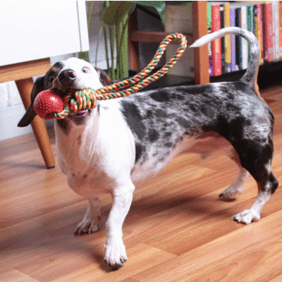 Brinquedo Kroco Puxador com Bolinha Vermelho para Cães