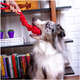 Brinquedo de Corda Kroco Puxador Vermelho