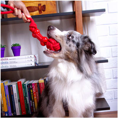 Brinquedo de Corda Kroco Puxador Vermelho