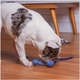 Mordedor Kroco Wishbone Texturizado Wood Azul para Cães