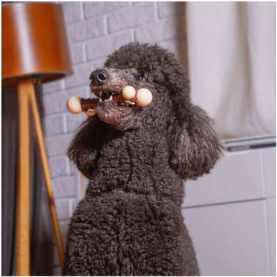 Mordedor Kroco Osso Aromatizado Bacon para Cães