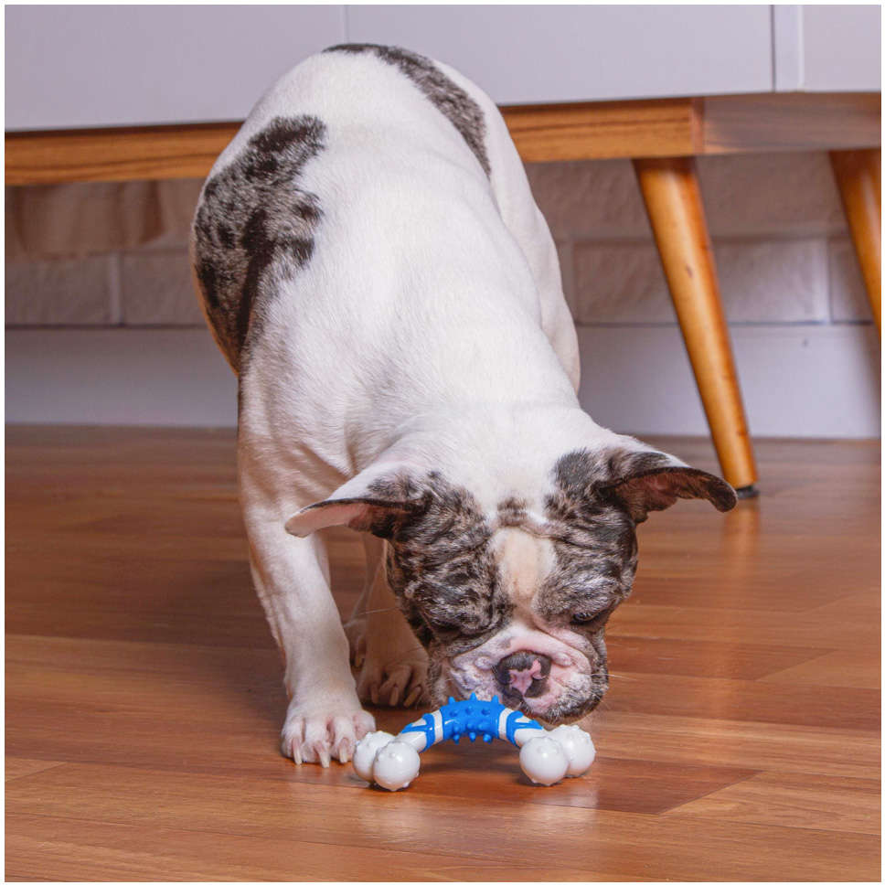 Brinquedo Kroco Mordedor Osso Azul para Cães - Tam. Único