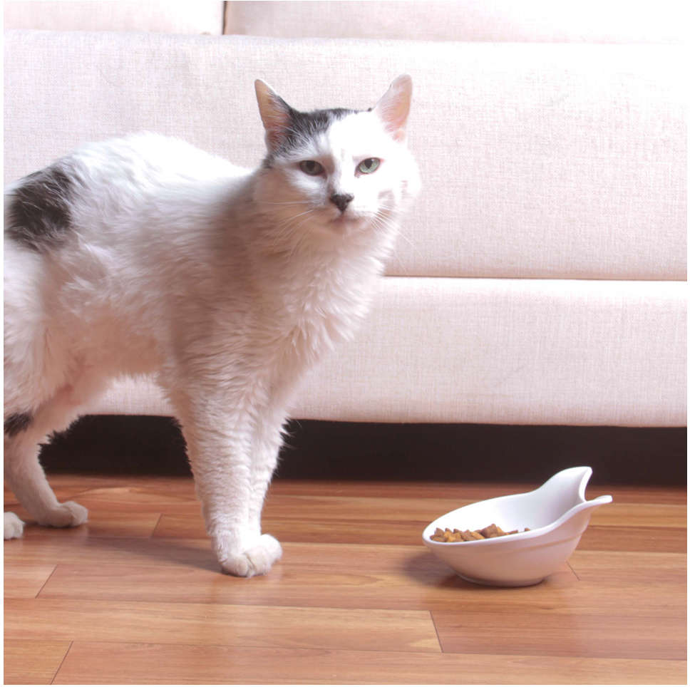 Comedouro Kroco Melanina Branco para Gatos - 600 mL