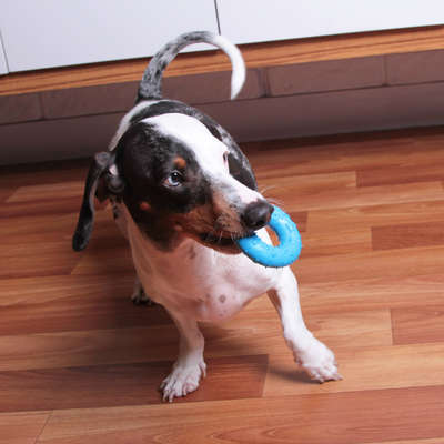 Mordedor Argola Kroco Azul para Cães