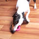Mordedor Argola Kroco Rosa para Cães