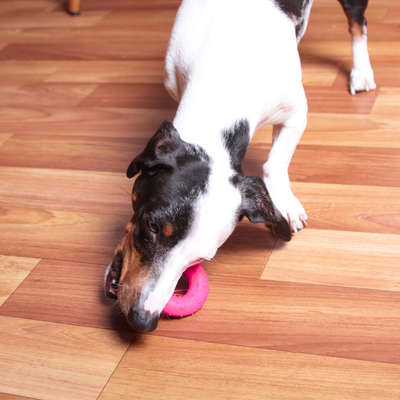 Mordedor Argola Kroco Rosa para Cães