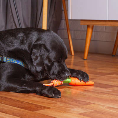 Mordedor Kroco Cenoura com Corda para Cães