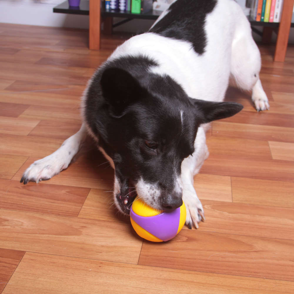 Brinquedo Kroco Bolinha de Borracha Apito Roxo para Cães - Tam. G