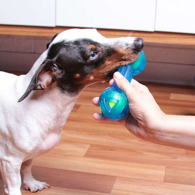 Mordedor Kroco Halteres com Bolinha de tênis Azul para Cães