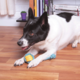 Brinquedo Kroco Puxador Corda Azul/Amarelo para Cães
