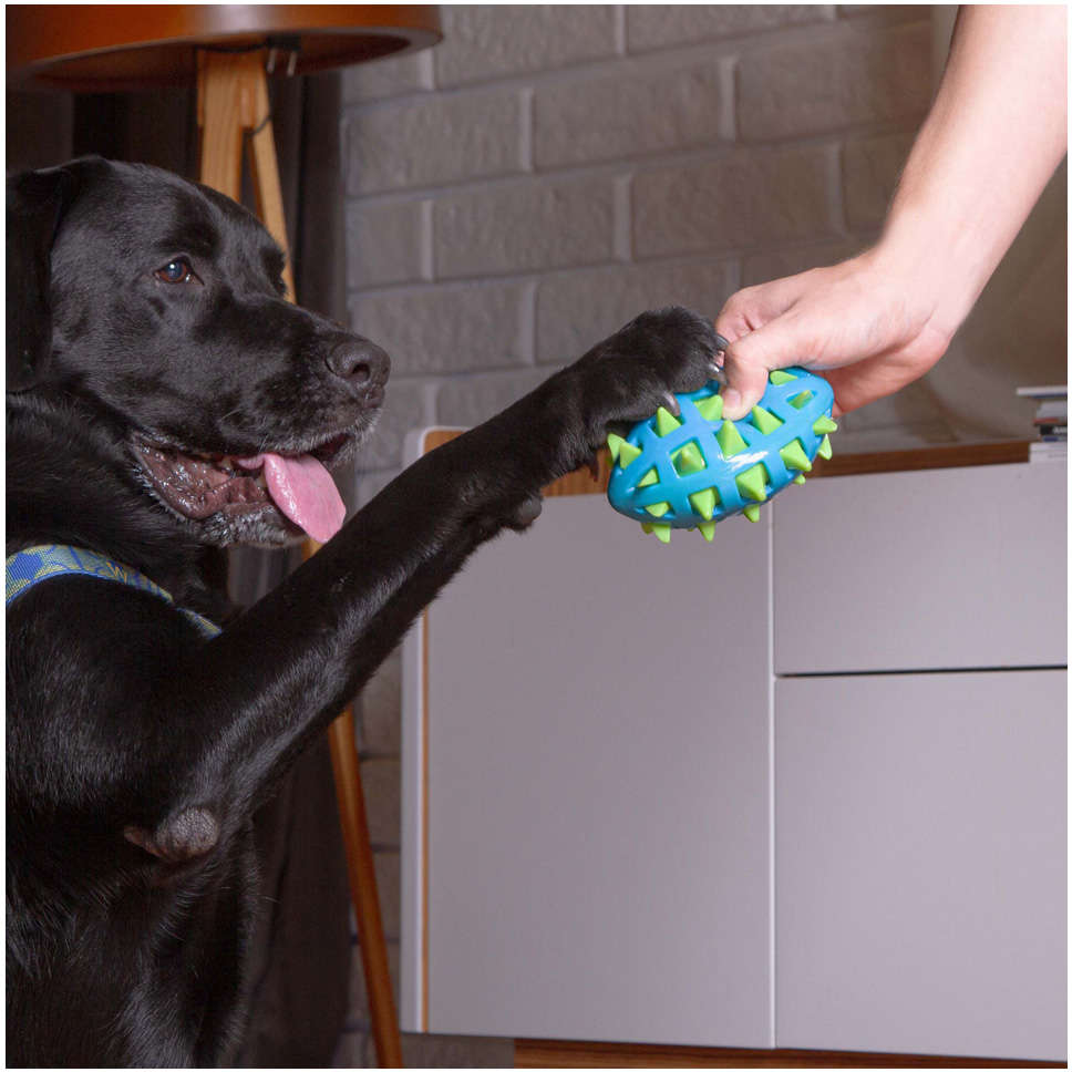 Mordedor Kroco Espinhos Azul para Cães - Tam. Único