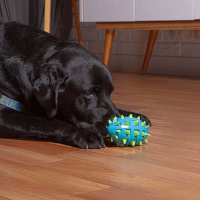 Mordedor Kroco Espinhos Azul para Cães