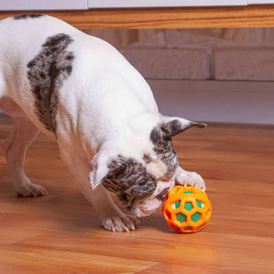 Mordedor Kroco TPR com Bolinha de Tênis Laranja para Cães