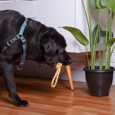 Brinquedo Kroco Cabo de Guerra com Bola para Cães