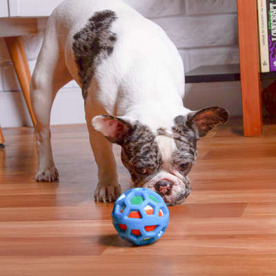 Mordedor Kroco TPR com Bolinha de Tênis Azul para Cães