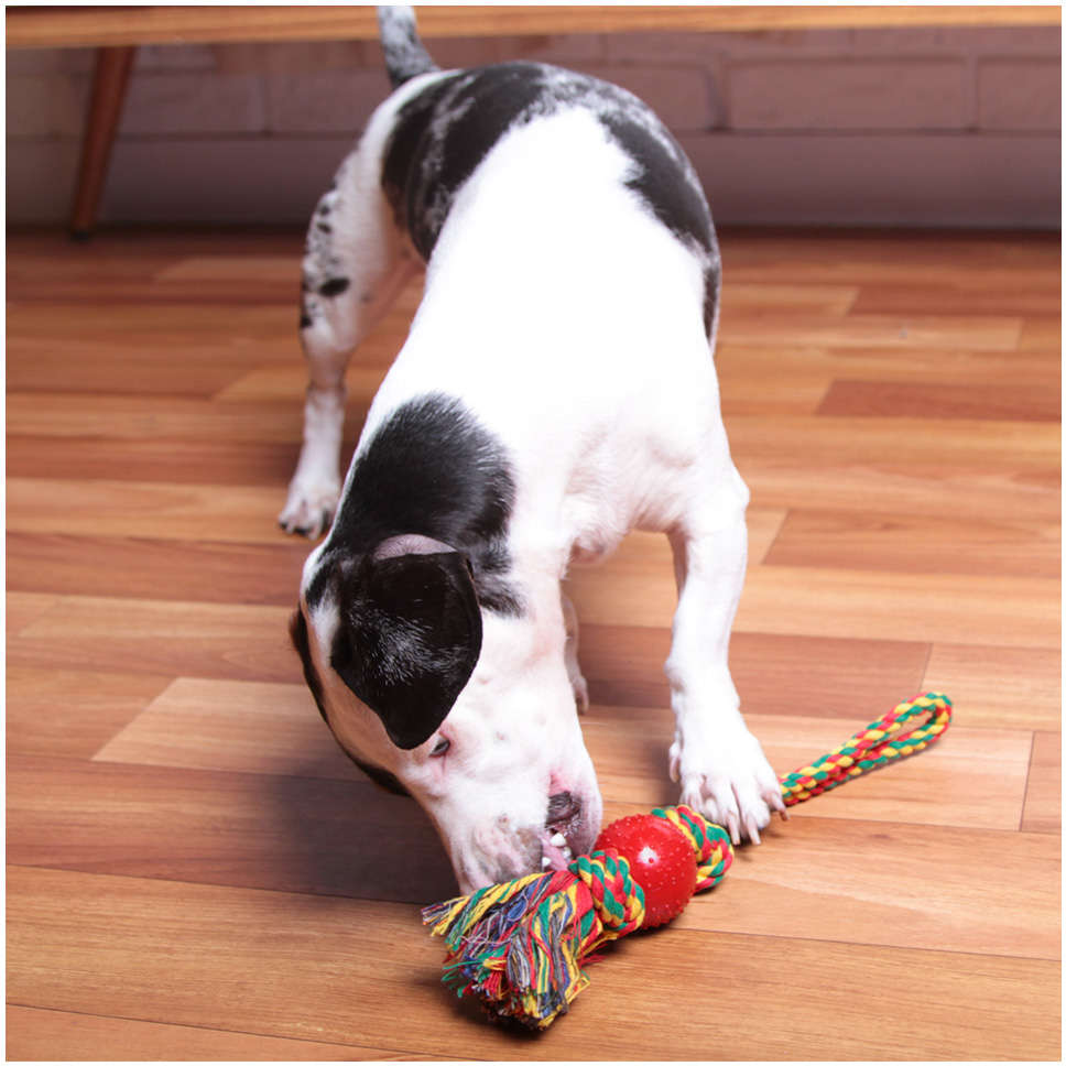 Brinquedo Kroco Mordedor Puxador Vermelho para Cães - Tam. Único