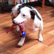 Brinquedo Kroco Puxador com Bolinha Azul para Cães