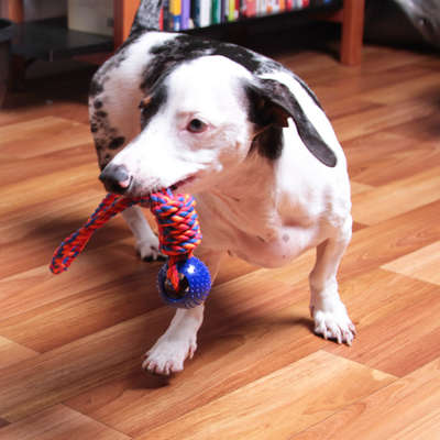 Brinquedo Kroco Puxador com Bolinha Azul para Cães