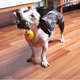 Brinquedo Kroco Puxador com Bolinha Amarelo para Cães