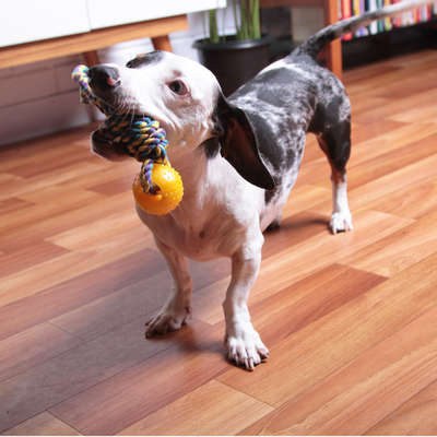 Brinquedo Kroco Puxador com Bolinha Amarelo para Cães