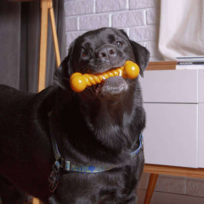 Mordedor Kroco Osso Torcido Wood Aromatizado Carne para Cães