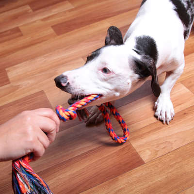 Brinquedo Kroco Mordedor Corda para Cães