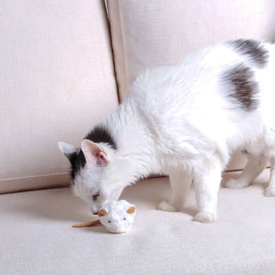 Pelúcia Kroco Rato Branco para Gatos