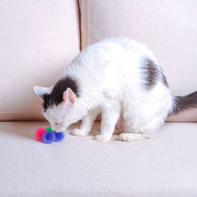 Brinquedo Kroco Bolinha 6 Unidades Coloridas para Gatos