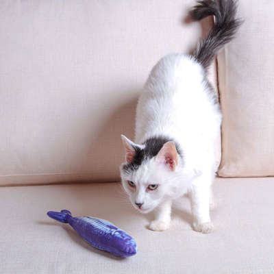 Pelúcia Kroco Peixe Manjuba Azul Escuro para Gatos