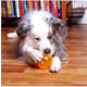 Bolinha Mordedora Kroco Cristal Laranja
