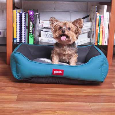 Cama Kroco Neon Azul - Tam. P