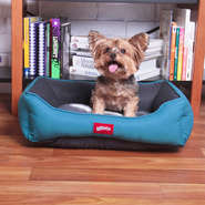 Cama Kroco Neon Azul - Tam. P